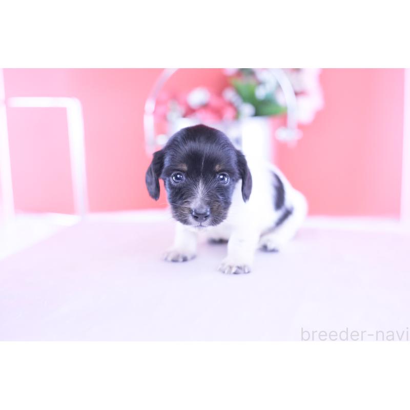 販売中の愛知県のカニンヘンダックスフンド(ロングヘアード)-430616の10枚目