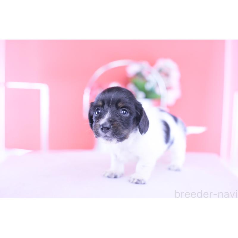 販売中の愛知県のカニンヘンダックスフンド(ロングヘアード)-430616の9枚目