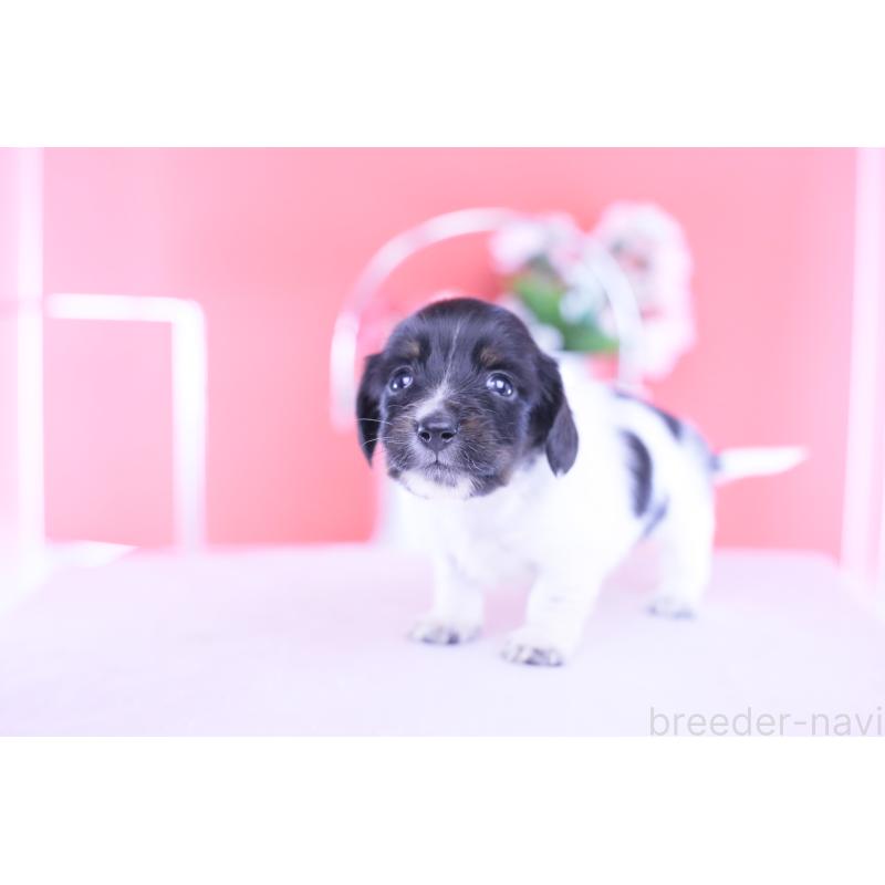 販売中の愛知県のカニンヘンダックスフンド(ロングヘアード)-430616の8枚目