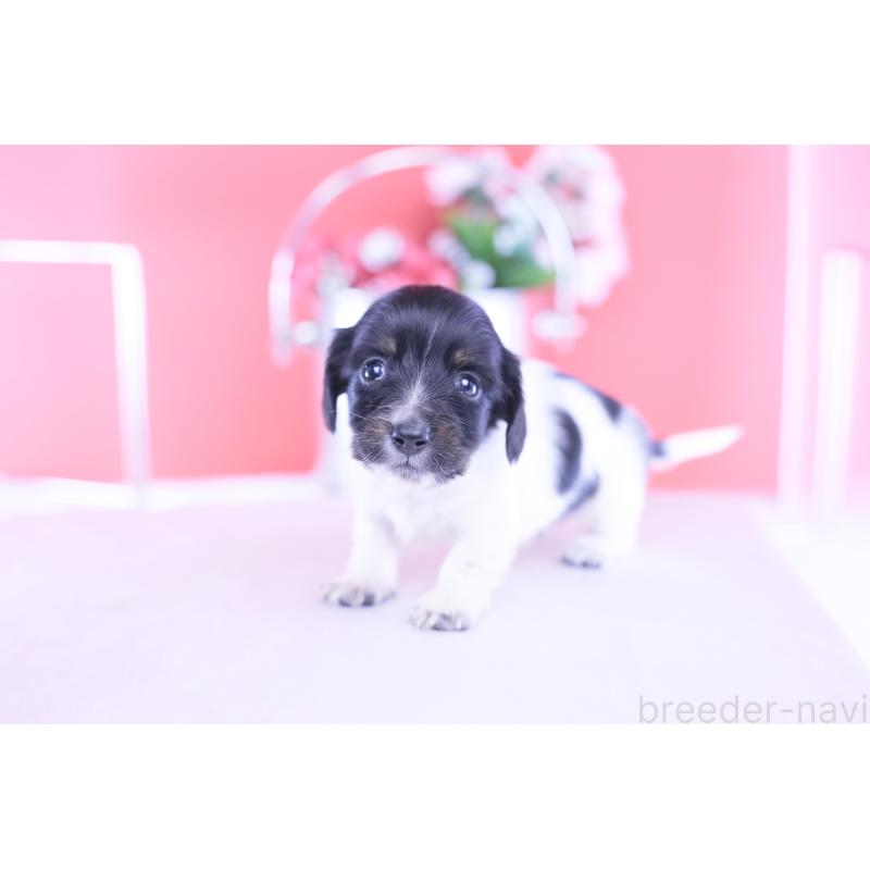 販売中の愛知県のカニンヘンダックスフンド(ロングヘアード)-430616の6枚目