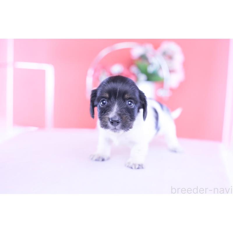 販売中の愛知県のカニンヘンダックスフンド(ロングヘアード)-430616の5枚目