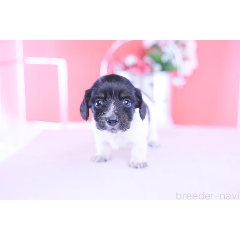 販売中の愛知県のカニンヘンダックスフンド(ロングヘアード)-430616の4枚目