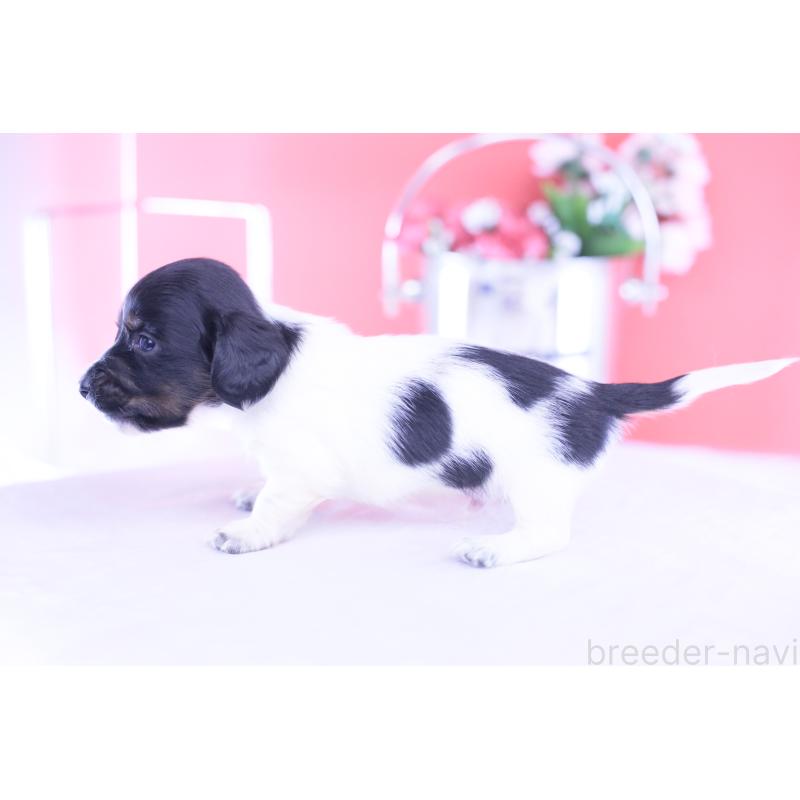 販売中の愛知県のカニンヘンダックスフンド(ロングヘアード)-430616の3枚目