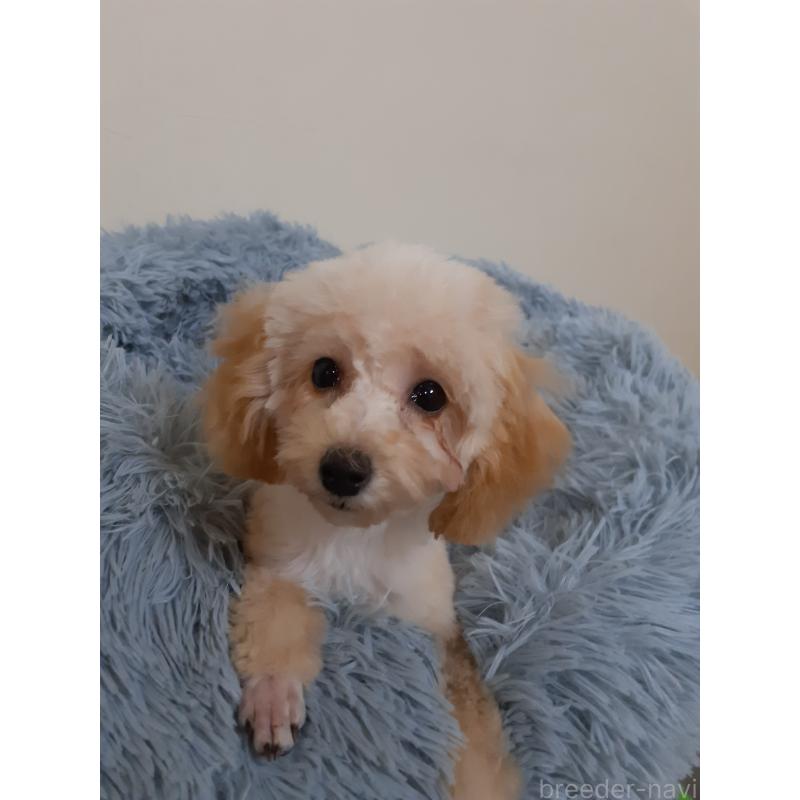 販売中の熊本県のトイプードル-422425の3枚目