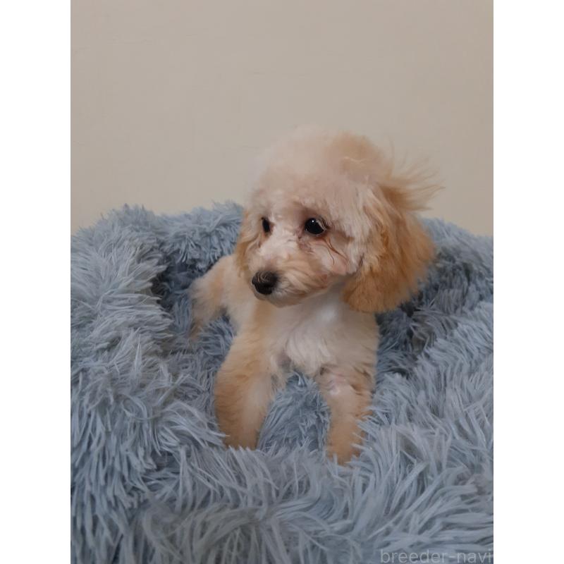 販売中の熊本県のトイプードル-422425の2枚目