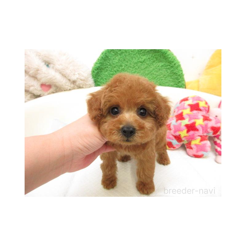 販売中の大阪府のトイプードル-430618の2枚目