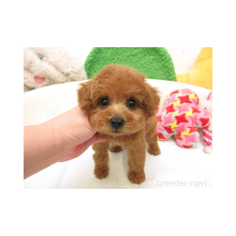 販売中の大阪府のトイプードル-430618の1枚目