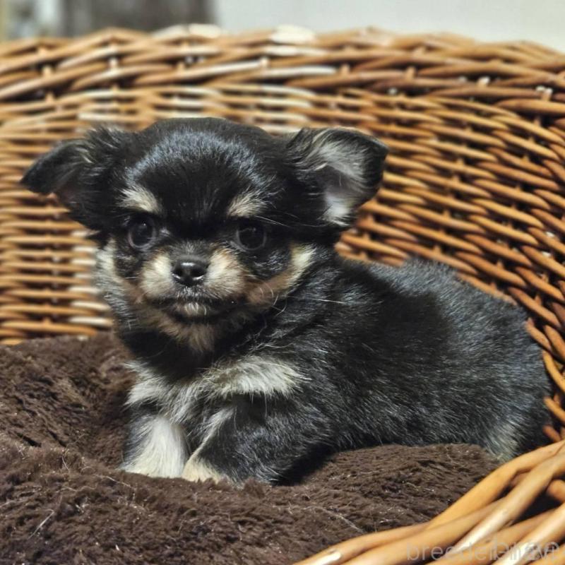 販売中の岐阜県のチワワ(ロングコート)-430619の5枚目