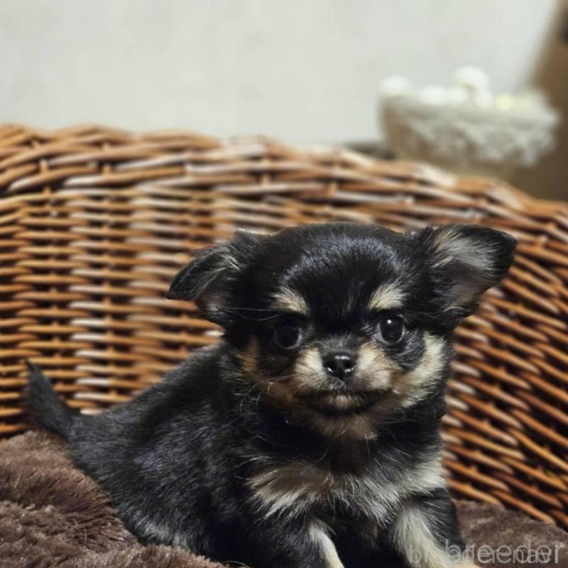 販売中の岐阜県のチワワ(ロングコート)-430619の4枚目