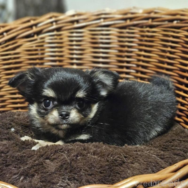 販売中の岐阜県のチワワ(ロングコート)-430619の3枚目