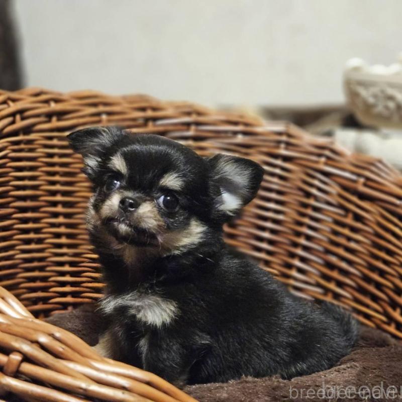 販売中の岐阜県のチワワ(ロングコート)-430619の2枚目