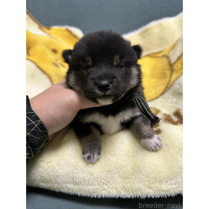 販売中の岡山県の豆柴-430620の7枚目