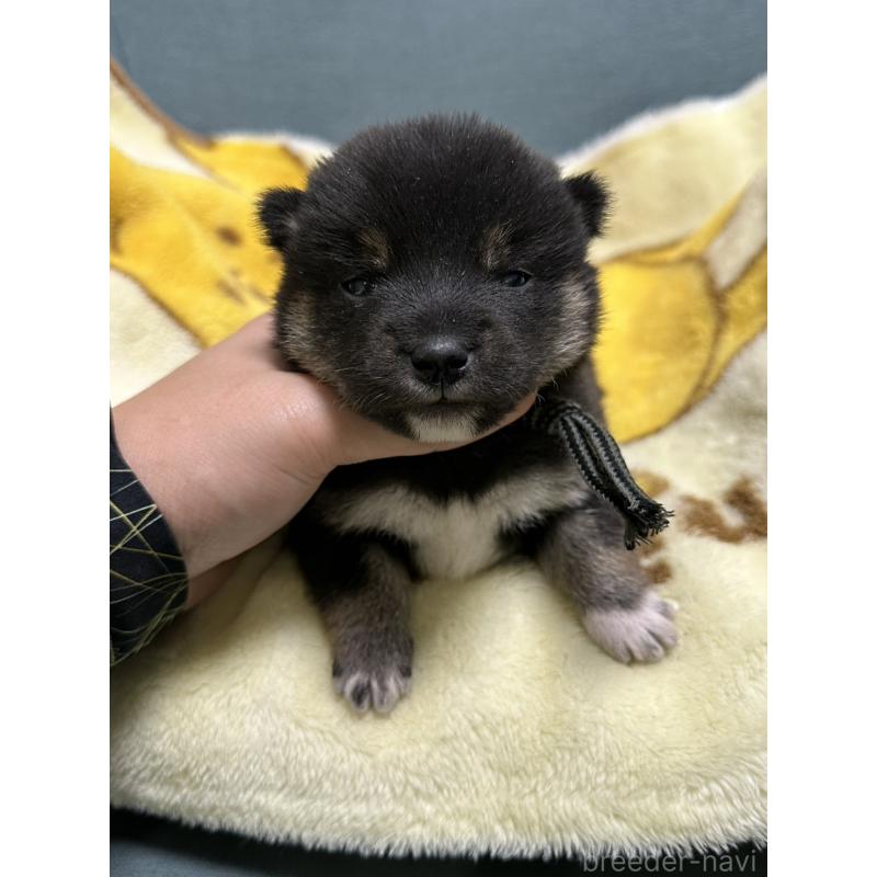 販売中の岡山県の豆柴-430620の6枚目