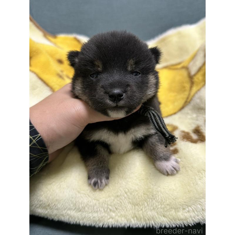 販売中の岡山県の豆柴-430620の5枚目