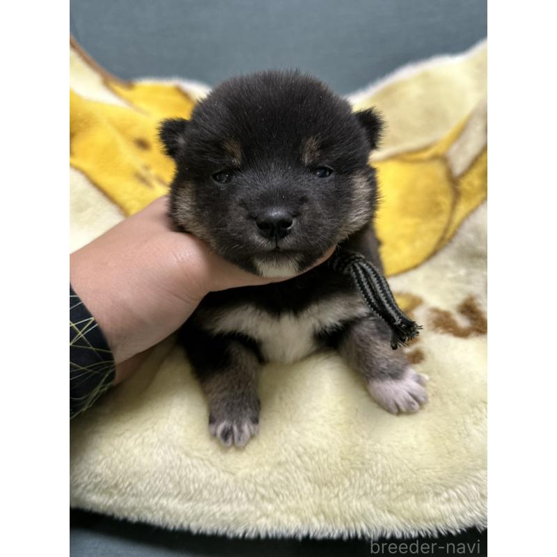 販売中の岡山県の豆柴-430620の4枚目