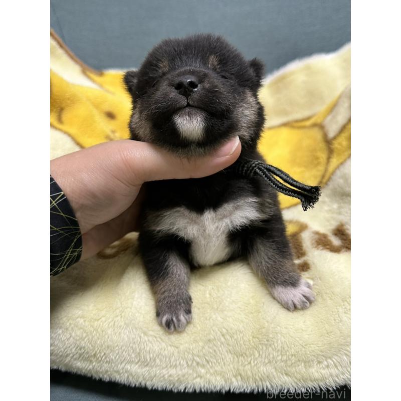 販売中の岡山県の豆柴-430620の3枚目