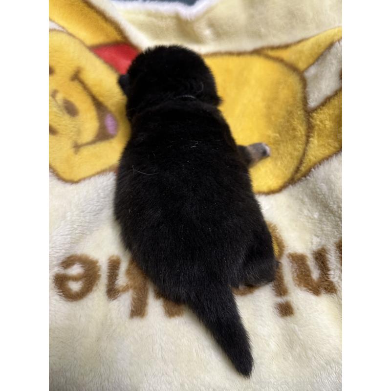 販売中の岡山県の豆柴-430620の2枚目