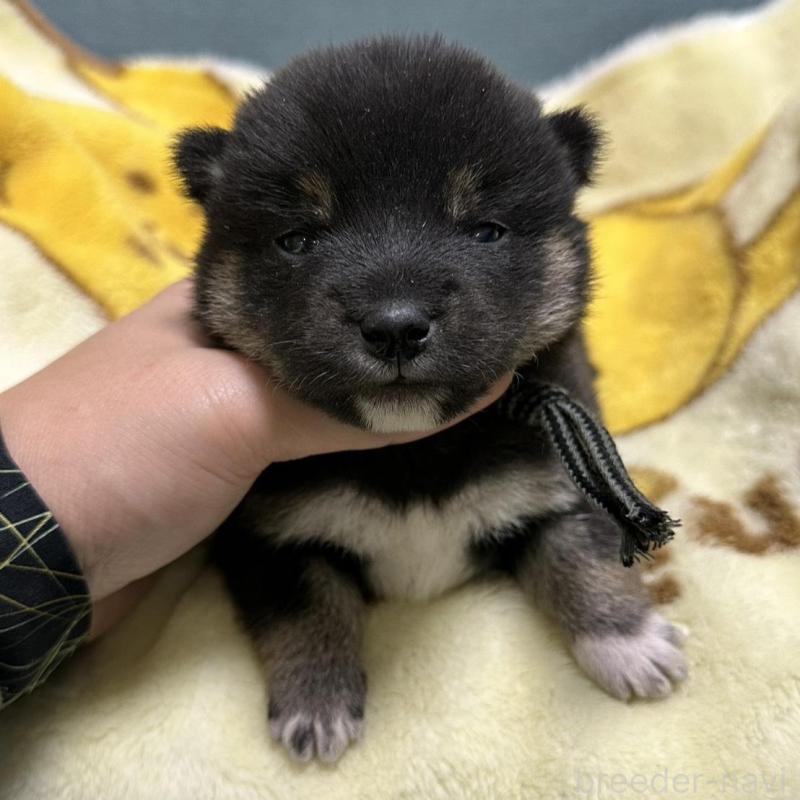 販売中の岡山県の豆柴-430620の1枚目