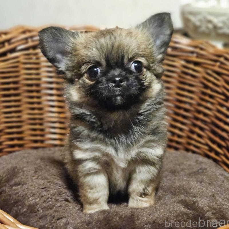 販売中の岐阜県のチワワ(ロングコート)-430621の5枚目