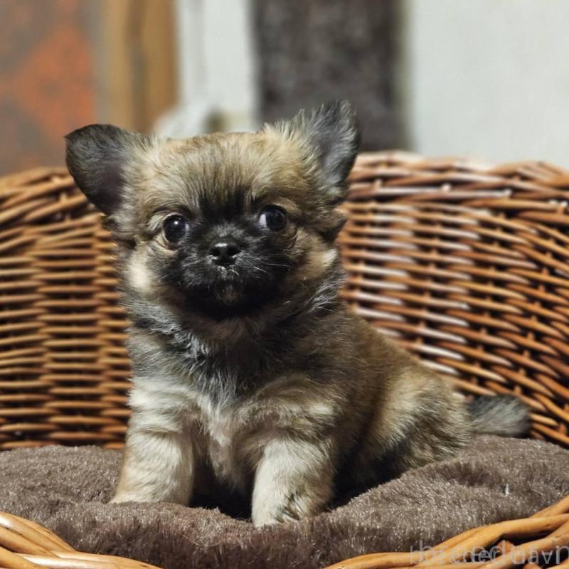 販売中の岐阜県のチワワ(ロングコート)-430621の4枚目