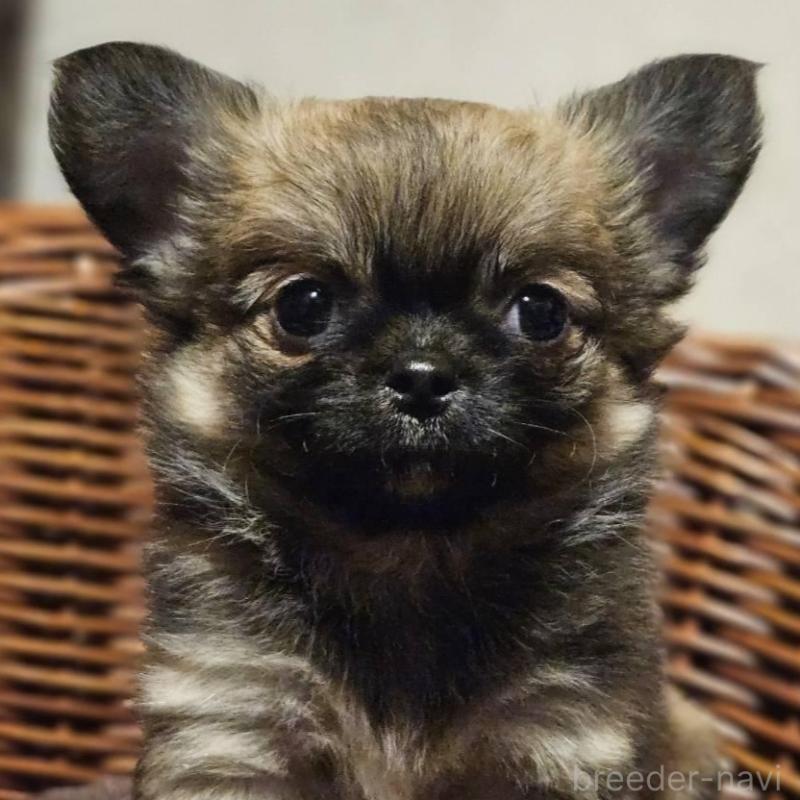 販売中の岐阜県のチワワ(ロングコート)-430621