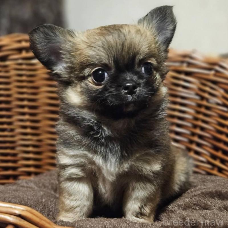 販売中の岐阜県のチワワ(ロングコート)-430621の3枚目