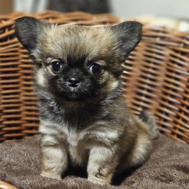 販売中の岐阜県のチワワ(ロングコート)-430621の2枚目