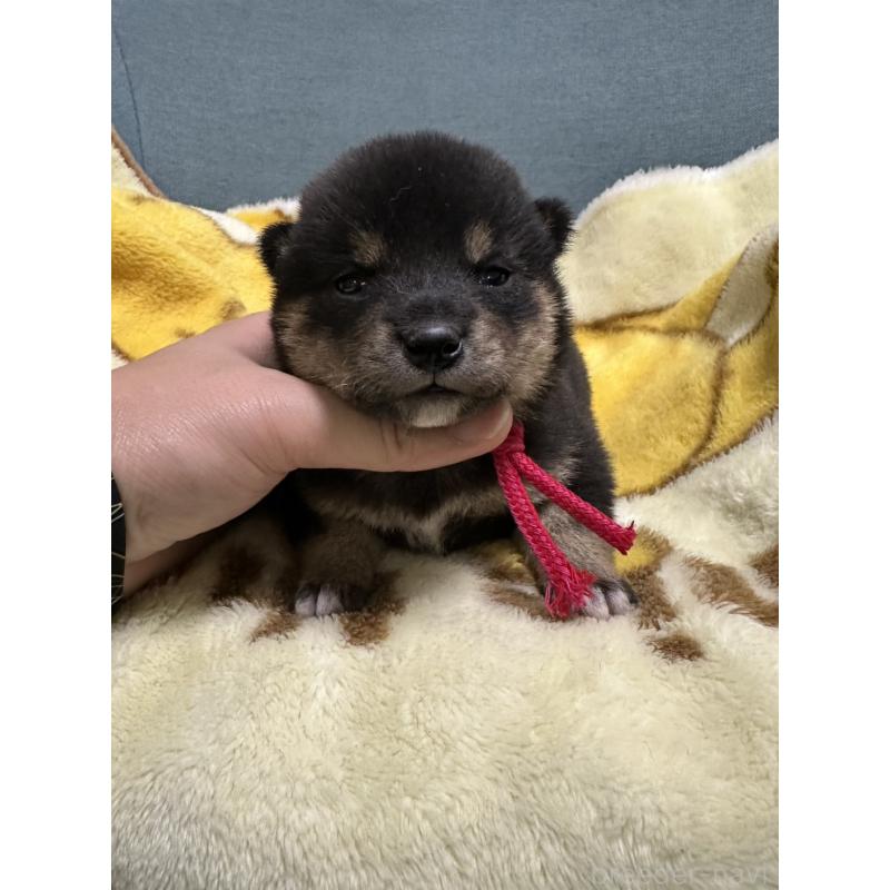 販売中の岡山県の豆柴-430622の6枚目