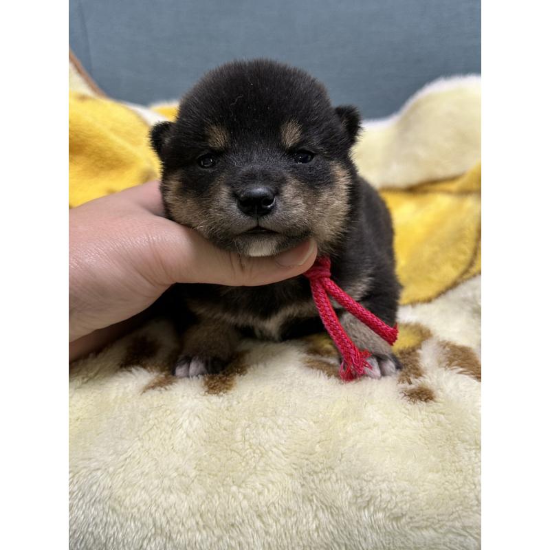 販売中の岡山県の豆柴-430622の5枚目