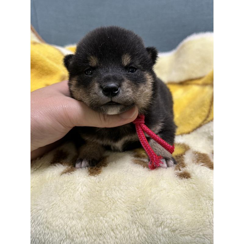 販売中の岡山県の豆柴-430622の4枚目