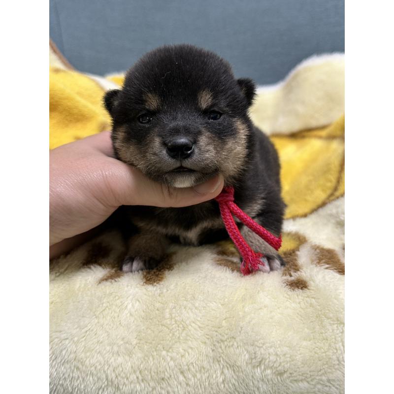 販売中の岡山県の豆柴-430622の2枚目