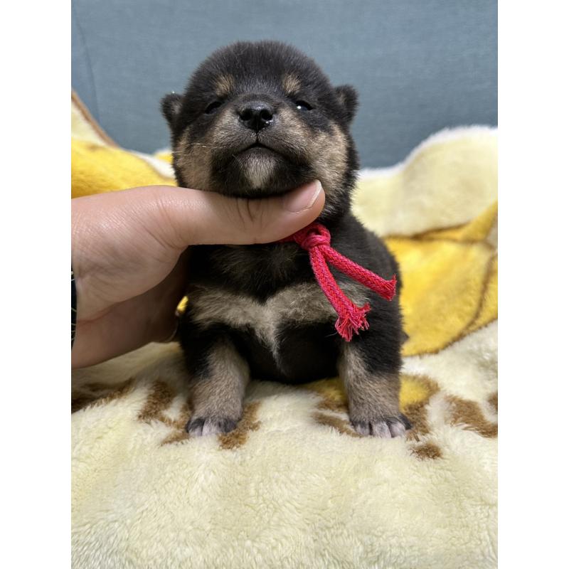 販売中の岡山県の豆柴-430622の3枚目