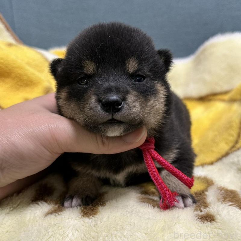 販売中の岡山県の豆柴-430622