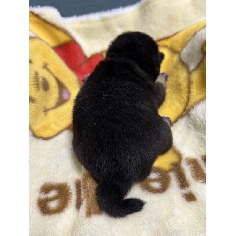 販売中の岡山県の豆柴-430623の8枚目