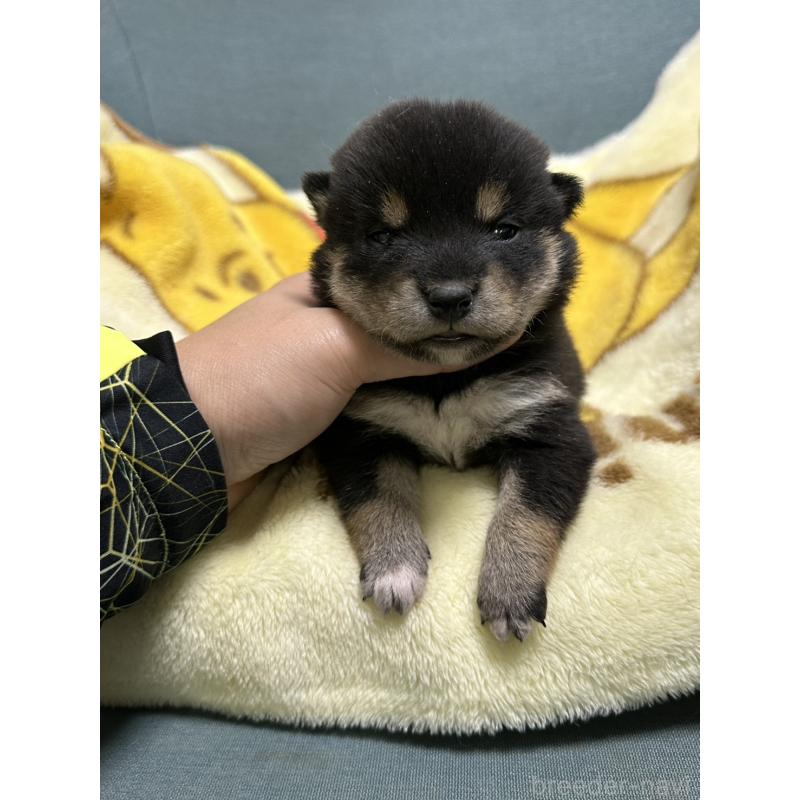 販売中の岡山県の豆柴-430623の7枚目