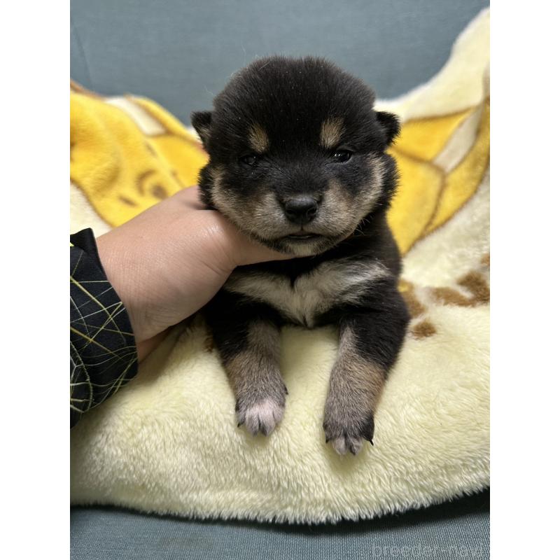 販売中の岡山県の豆柴-430623の5枚目