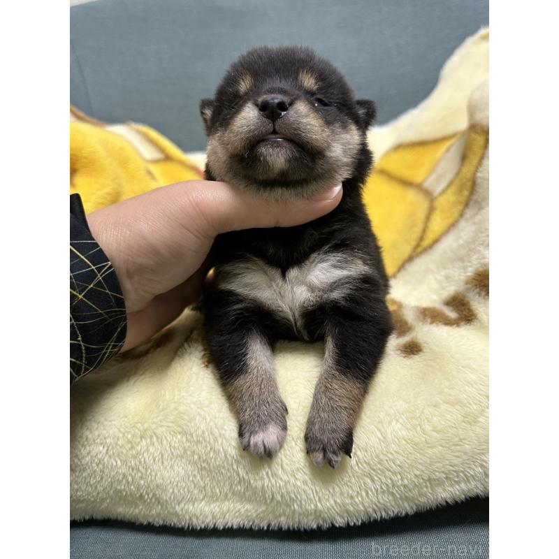 販売中の岡山県の豆柴-430623の3枚目