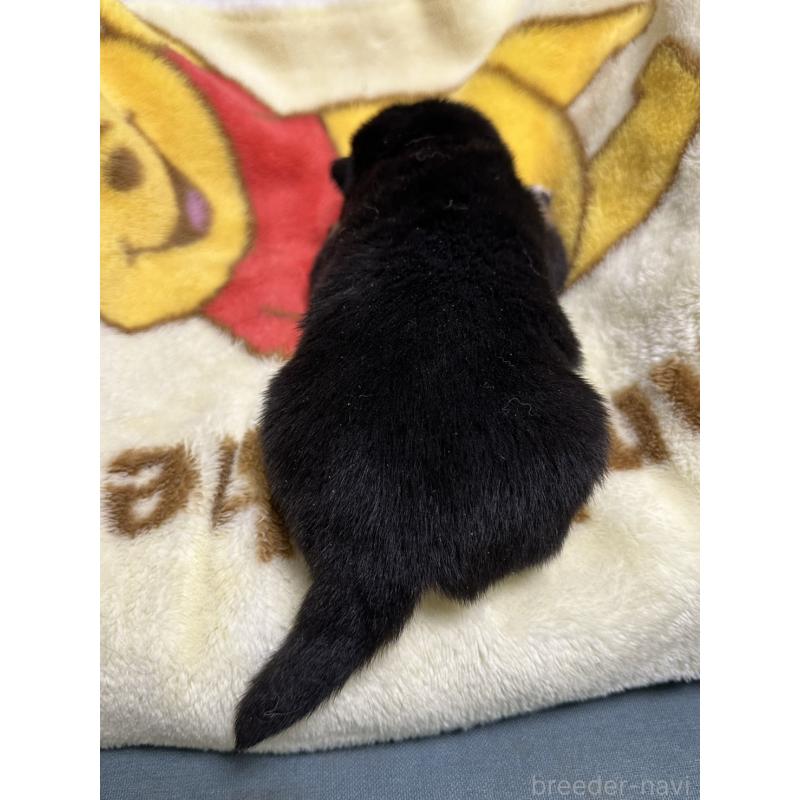 販売中の岡山県の豆柴-430623の2枚目