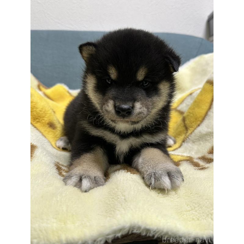 成約済の岡山県の豆柴-427012の5枚目