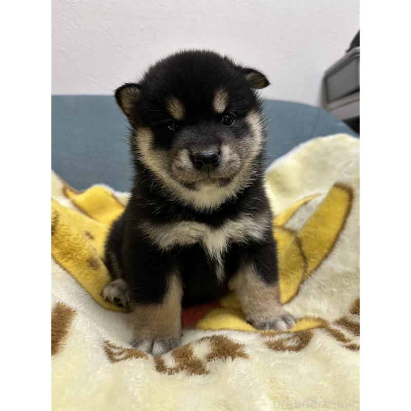 成約済の岡山県の豆柴-427012の3枚目