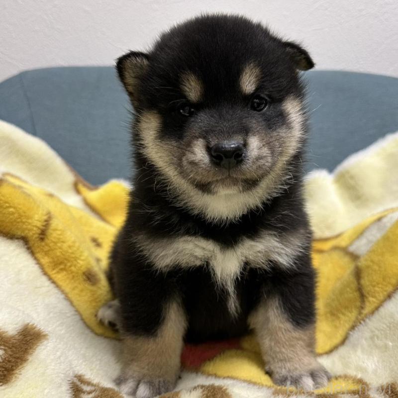 商談中の岡山県の豆柴-427012