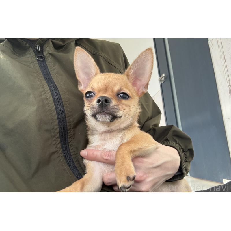 販売中の京都府のチワワ(スムースコート)-416537の6枚目