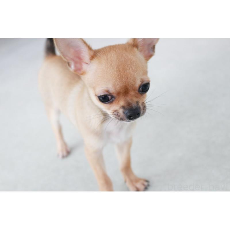 販売中の京都府のチワワ(スムースコート)-416537の4枚目