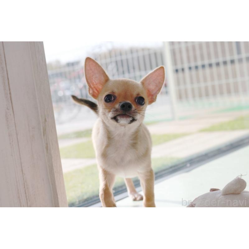 販売中の京都府のチワワ(スムースコート)-416537の3枚目