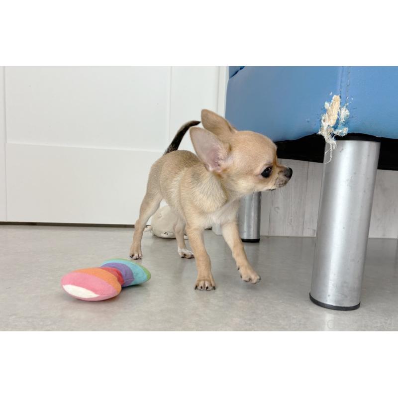 販売中の京都府のチワワ(スムースコート)-416537の2枚目