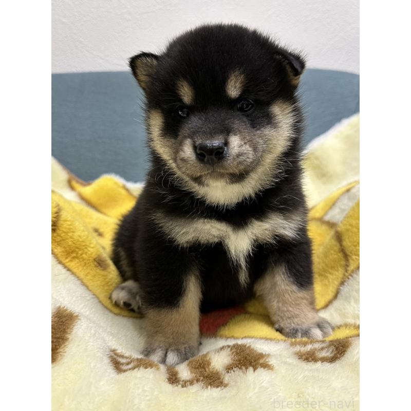 販売中の岡山県の豆柴-427011の8枚目