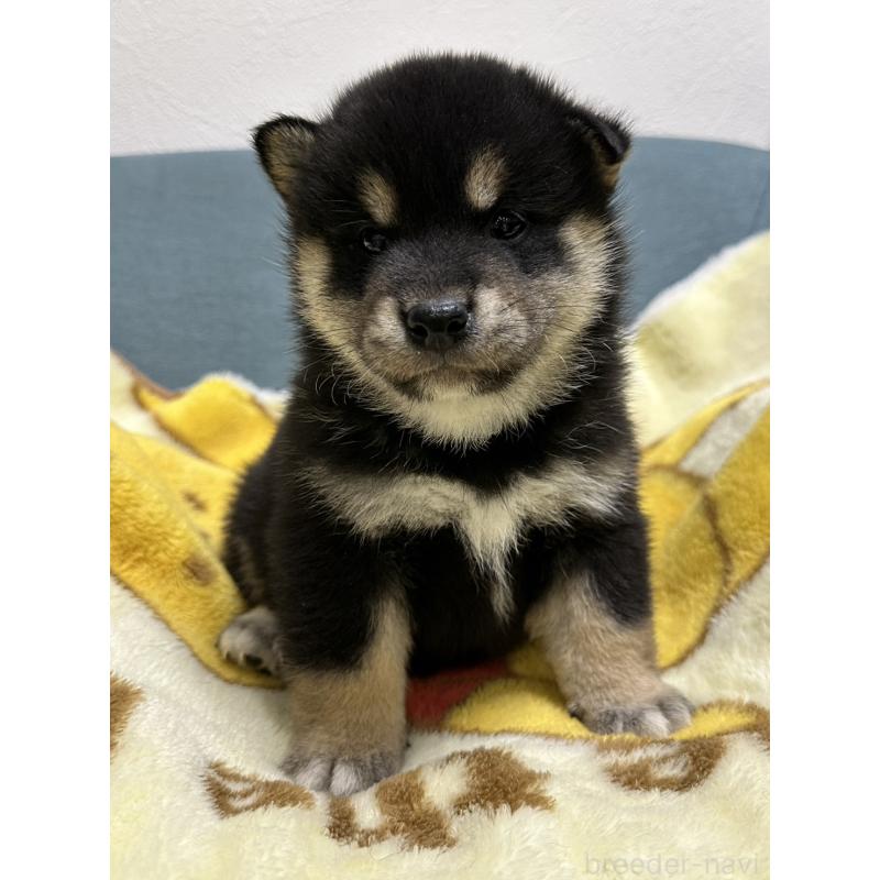 販売中の岡山県の豆柴-427011の6枚目