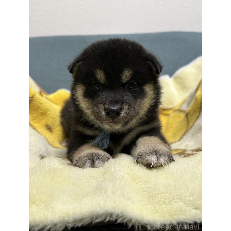 販売中の岡山県の豆柴-427011の4枚目