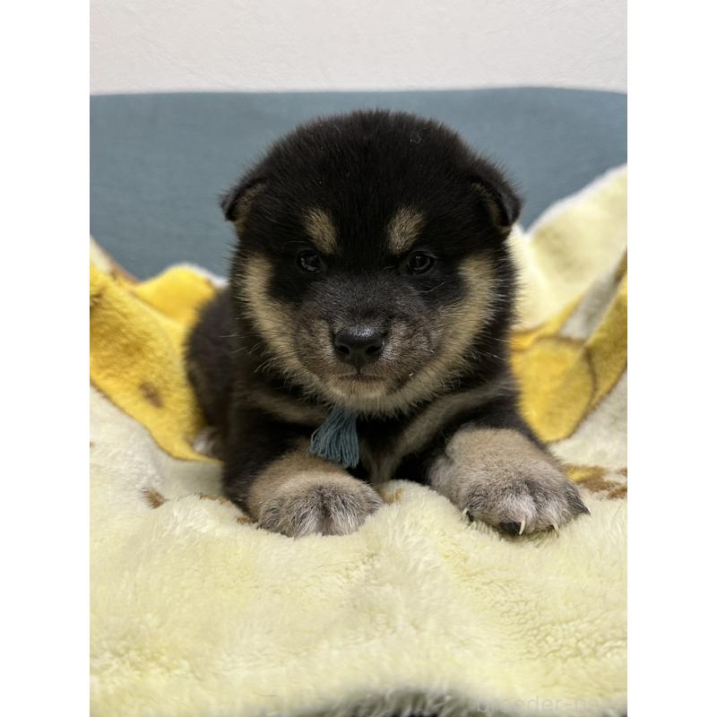 販売中の岡山県の豆柴-427011の2枚目