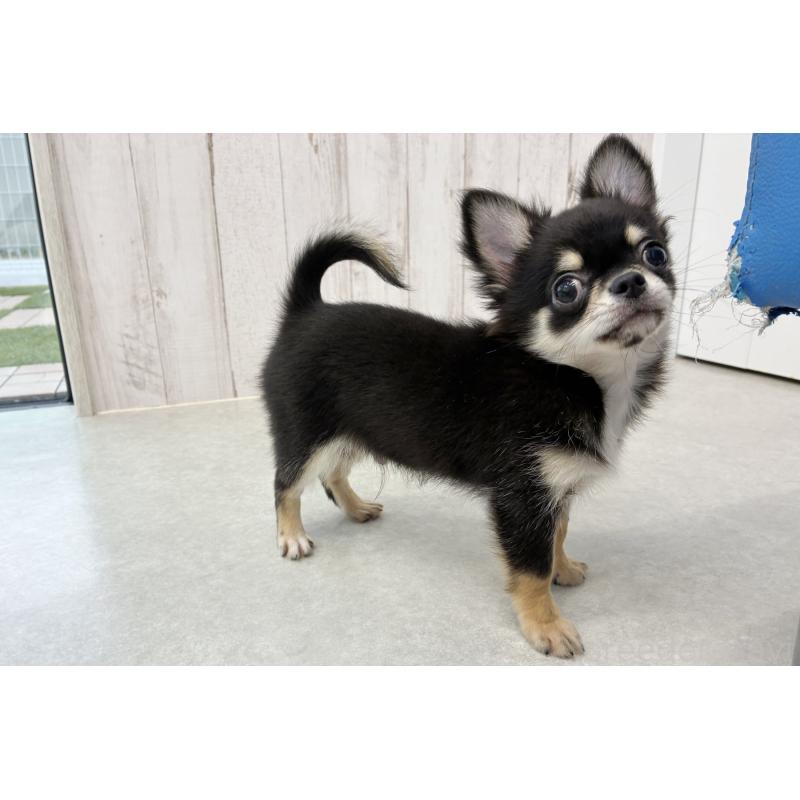 販売中の京都府のチワワ(ロングコート)-416535の6枚目